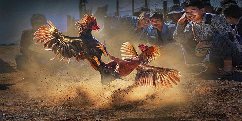 qqlive chơi bắn cá đổi thưởng