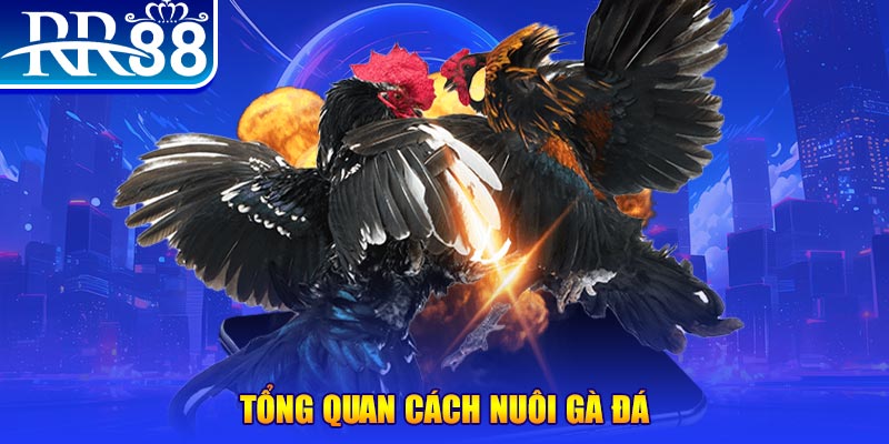 qqlive VA Điện Tử