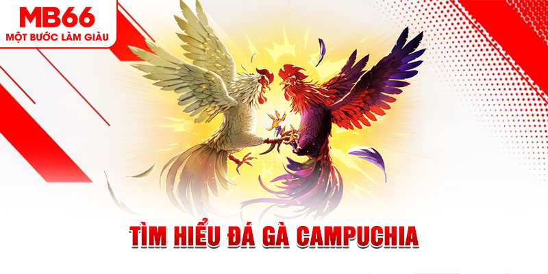 qqlive đá gà trực tiếp
