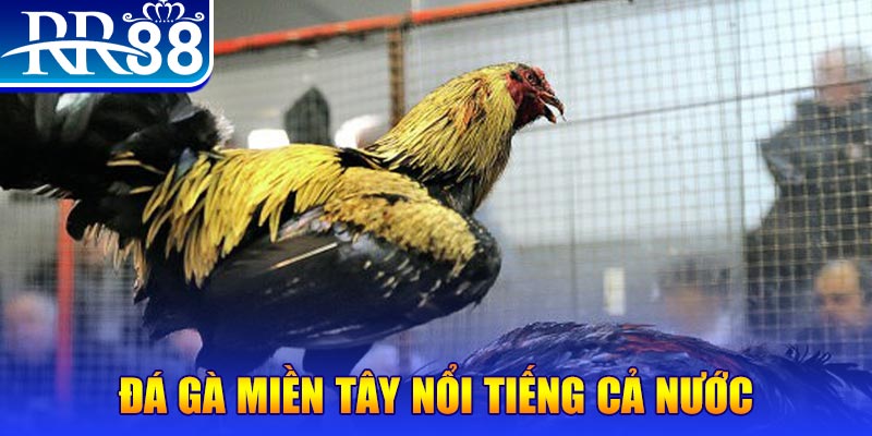 qqlive JILI Game Bài 3d