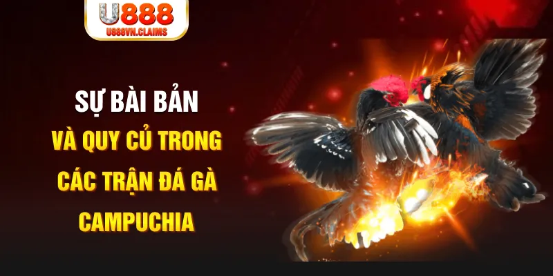 qqlive YGR Điện Tử
